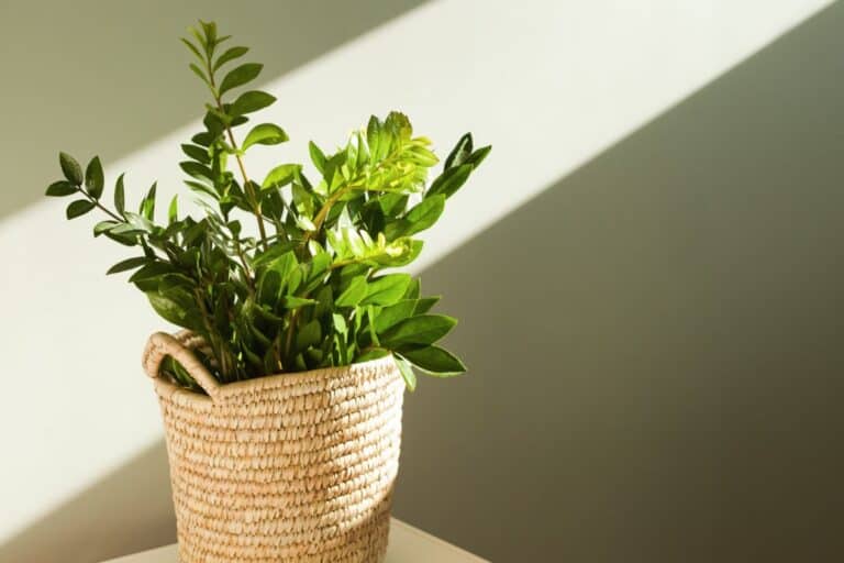 10 Common Problems With ZZ Plants (and How to Fix Them)