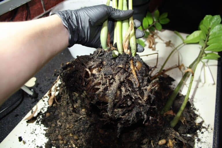 Root Rot in ZZ Plants: Symptoms, Causes, and Fixes