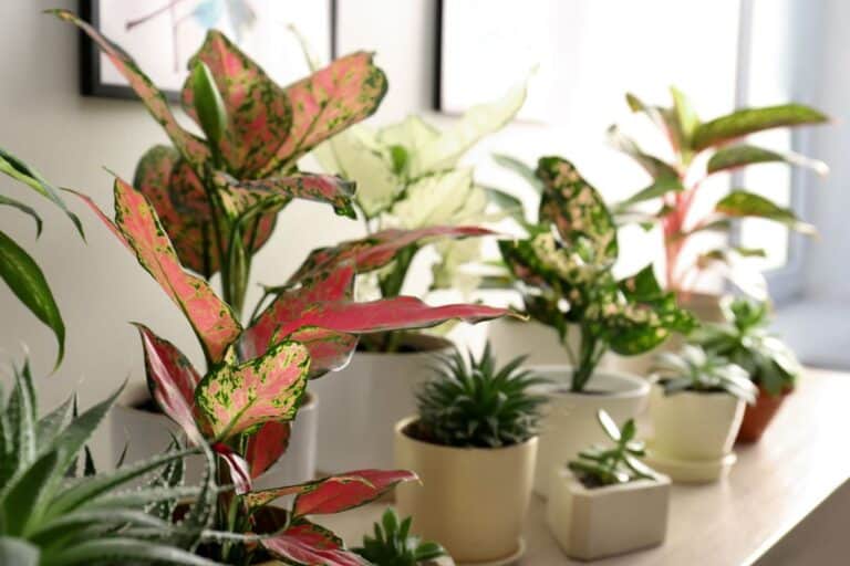 35 Common Houseplants for Any Home (Care Tips & Essentials)
