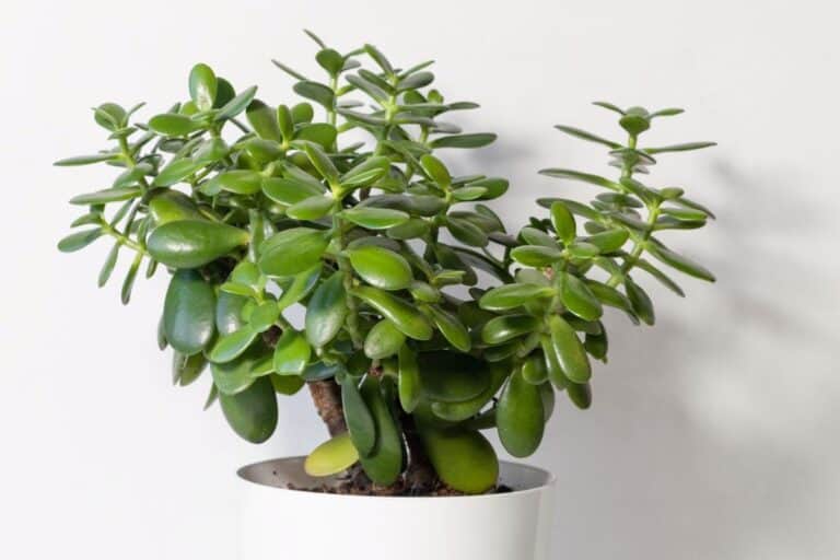How to Plant, Grow, and Care For Jade Plants