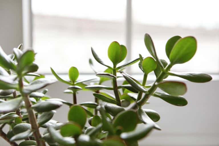 14 Common Problems With Jade Plants (and How to Fix Them)