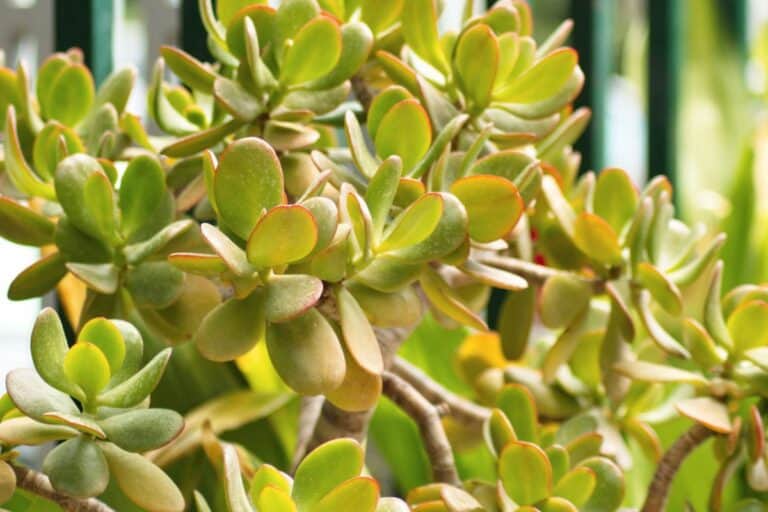 Yellowing Leaves in Jade Plants: Symptoms, Causes, and Fixes