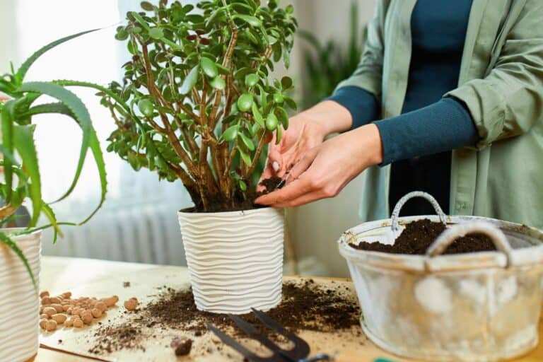 How to Repot a Jade Plant: A Transplanting Guide