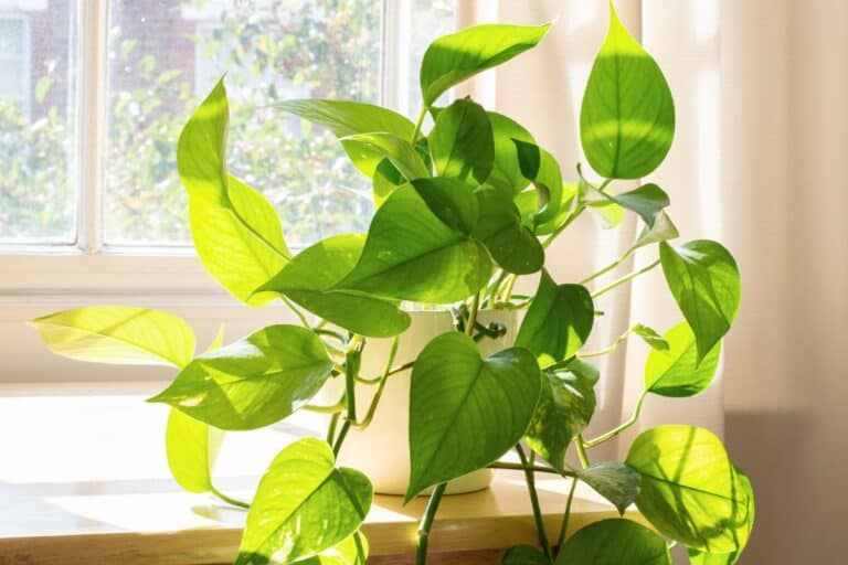 How to Plant, Grow, and Care for Golden Pothos