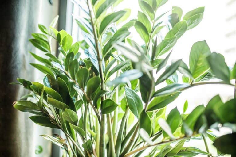 How to Use Regular Fluorescent Lights to Grow Plants thegrowingleaf