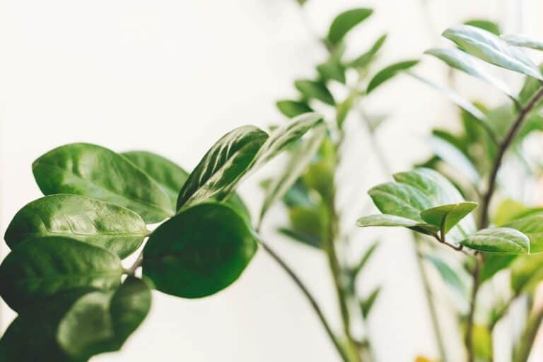 Curling Leaves on ZZ Plants: Symptoms, Causes, and Fixes