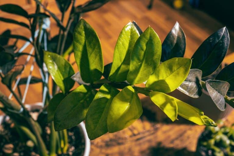 Why ZZ Plants Get Droopy or Wilt (and How to Fix It)