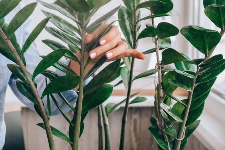 6 Common Pests Affecting ZZ Plants: Signs and Management