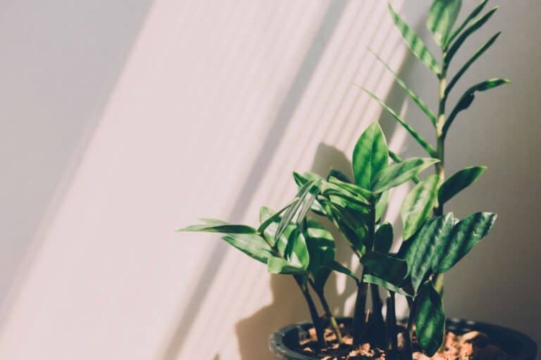 Temperature Requirements for ZZ Plants Explained