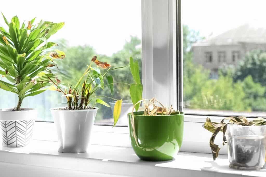 Why ZZ Plants Get Leggy & Leaning (and How to Fix It) thegrowingleaf