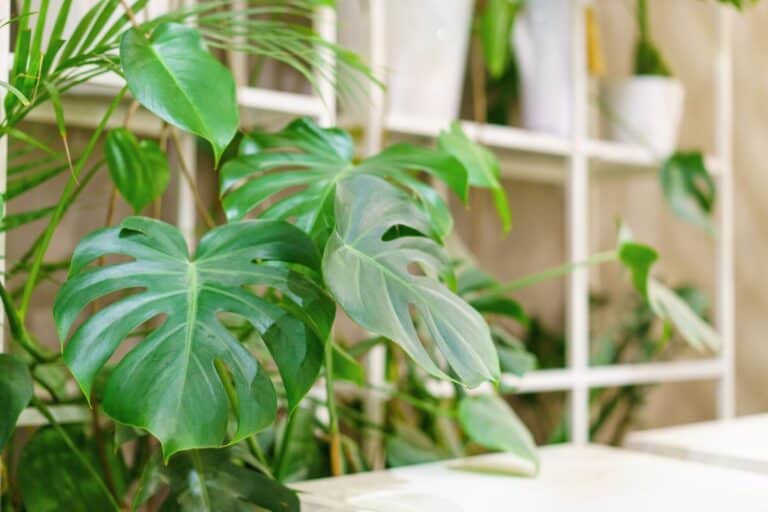 How to Plant, Grow, and Care for Monstera Deliciosa