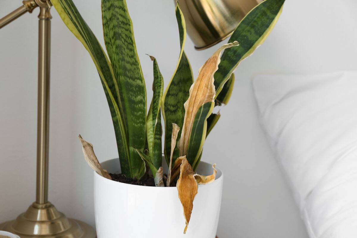 Photo inspiration: Techniques Slow Growing Snake Reference: How To Plant Grow And Care For Snake Plants
