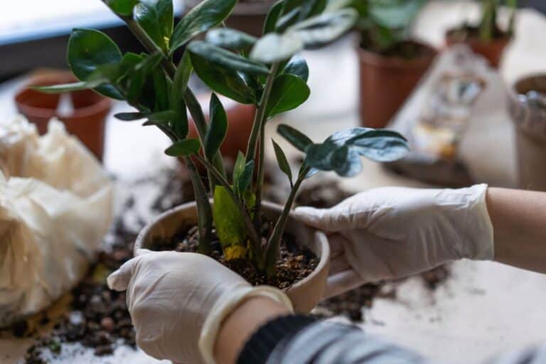 When and How to Prune ZZ Plants