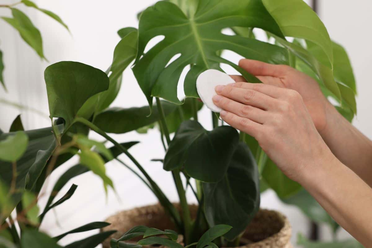 How to Plant, Grow, and Care for Monstera Deliciosa – TheGrowingLeaf