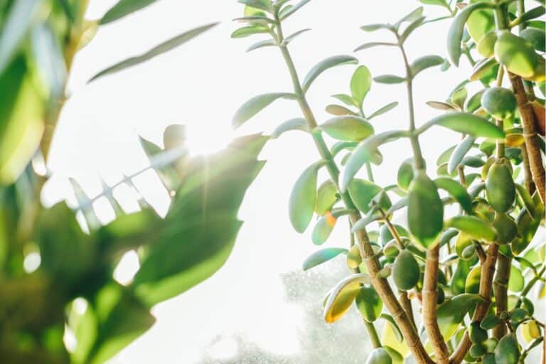 Jade Plant Dropping Leaves: Symptoms, Causes, and Fixes