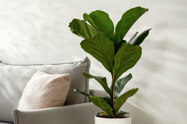 How to Plant, Grow, and Care for Fiddle Leaf Figs