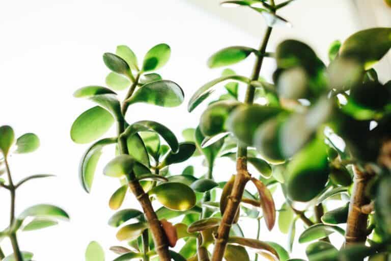 Why Jade Plants Get Leggy & Leaning (and How to Fix It)