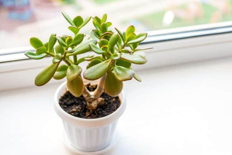 Why Your Jade Plant is Stunted: Symptoms, Causes, and Fixes