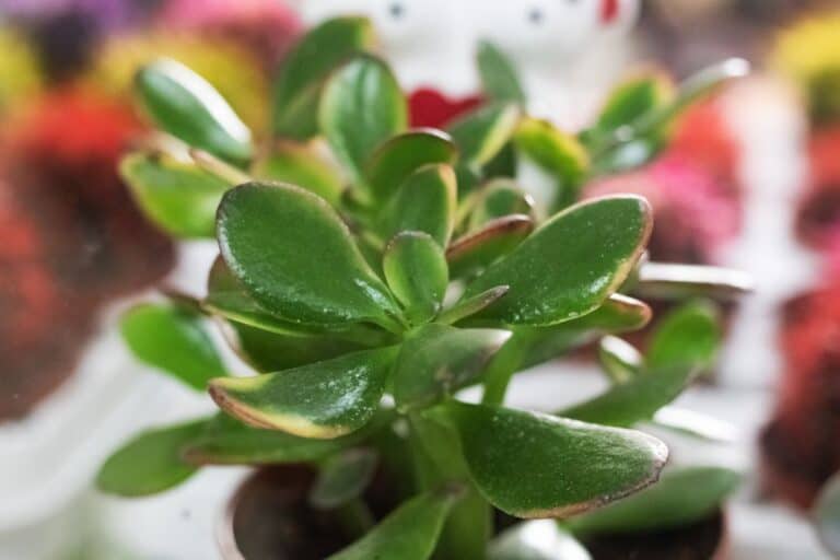 How to Propagate Jade Plants (Using 3 Methods)