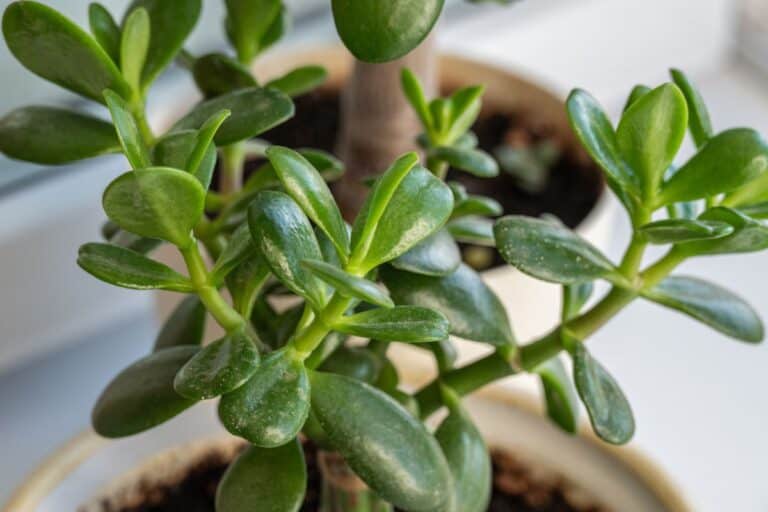 6 Common Pests Affecting Jade Plants: Signs and Management