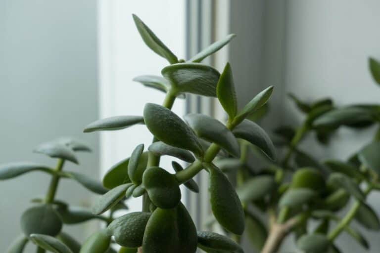 Wrinkled Leaves on Jade Plants: Symptoms, Causes, and Fixes