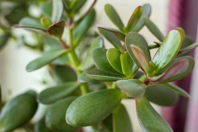 Browning Leaves on Jade Plants: Symptoms, Causes, and Fixes