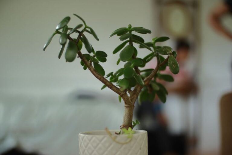 Why Jade Plants Get Droopy or Limp (and How to Fix It)