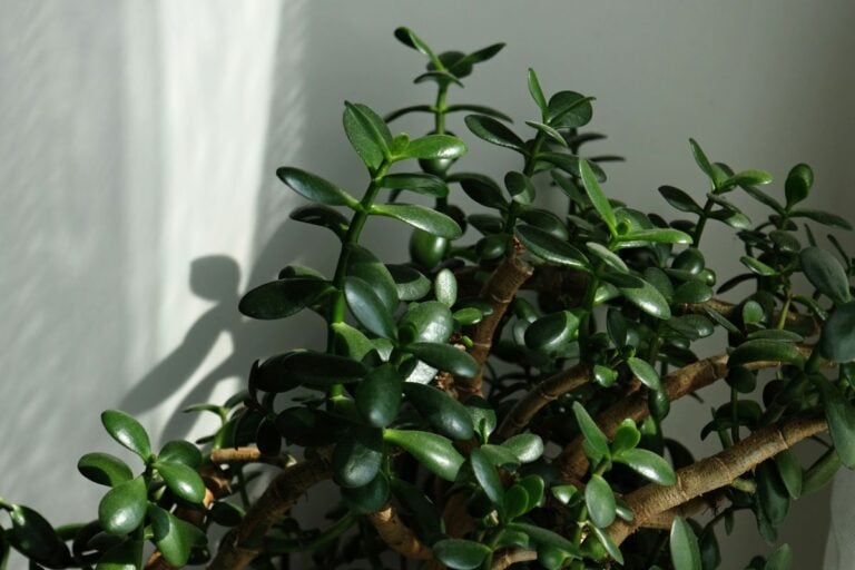 Mushy Jade Plant Leaves and Stems: Causes, Symptoms, & Fixes