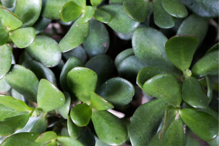 Black Spots on Jade Plant Leaves: Symptoms, Causes, & Fixes
