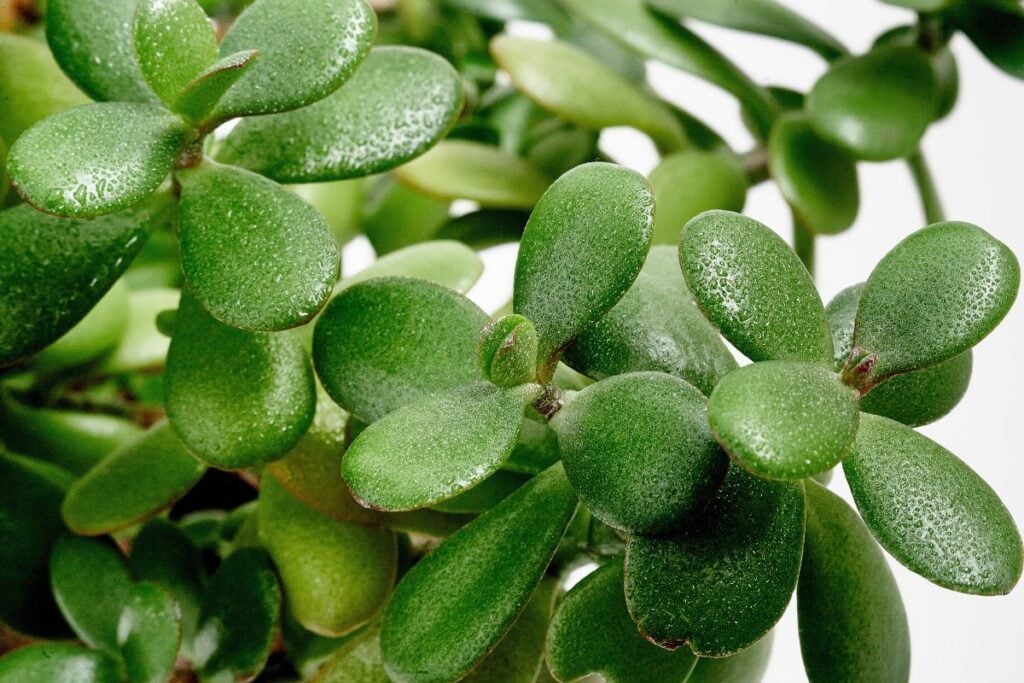 White Spots on Jade Plant Leaves Symptoms, Causes, & Fixes