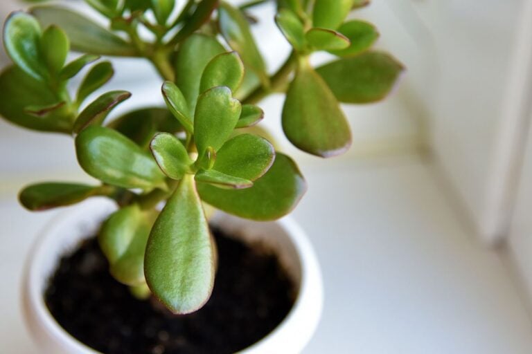 Humidity Requirements for Jade Plants Explained