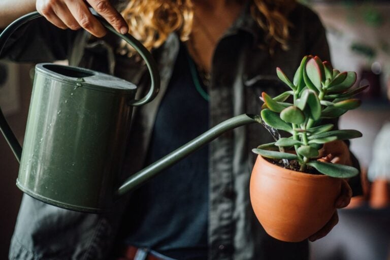 When and How Often to Water Jade Plants