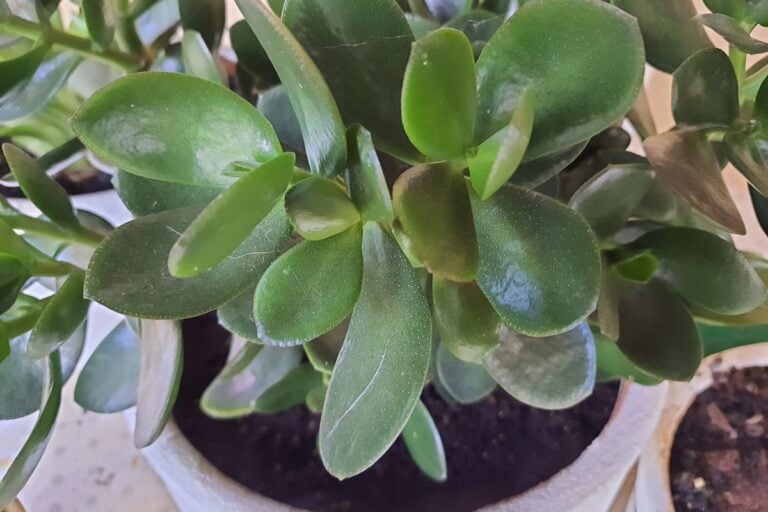 When and How to Fertilize Jade Plants