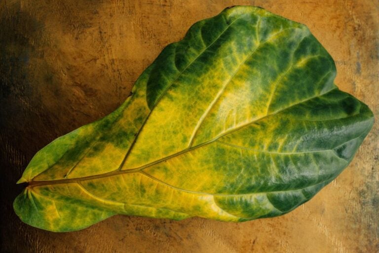 Fiddle Leaf Fig Dropping Leaves: Symptoms, Causes, & Fixes