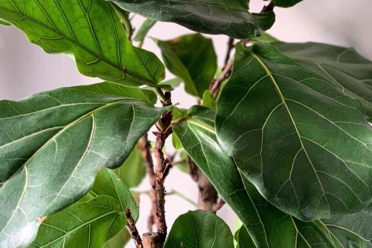 15 Common Problems With Fiddle Leaf Figs (and How to Fix Them)