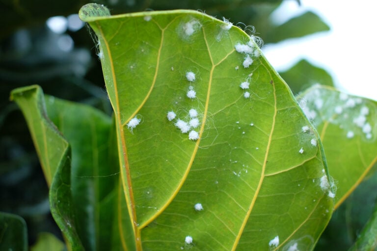 Identifying Mealybugs on Houseplants, & How to Treat Them