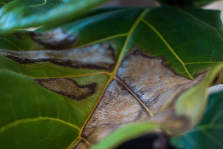 Brown Spots on Fiddle Leaf Figs: Symptoms, Causes, & Fixes