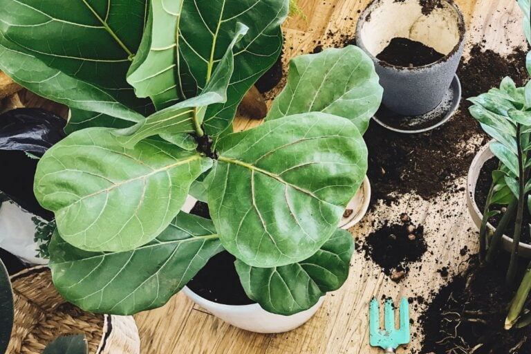 How to Repot a Fiddle Leaf Fig: A Transplanting Guide