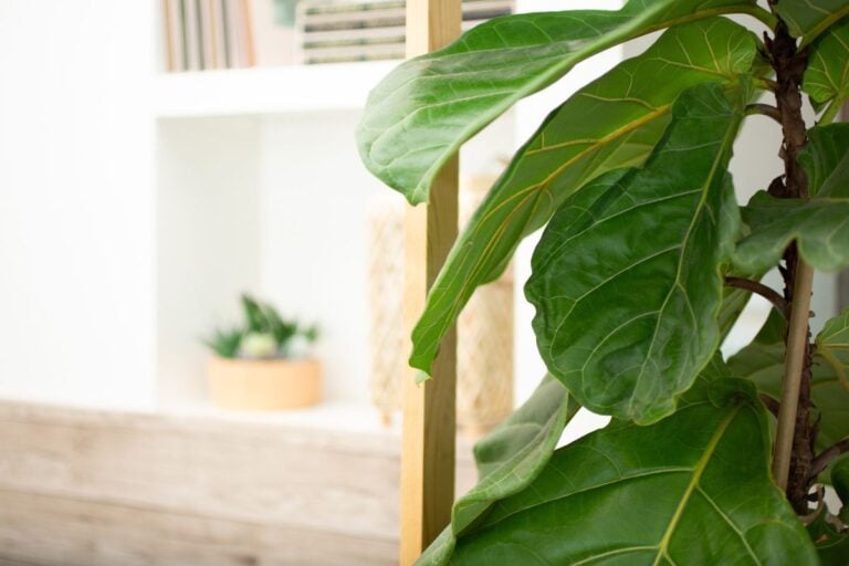 Why Fiddle Leaf Figs Get Droopy or Limp