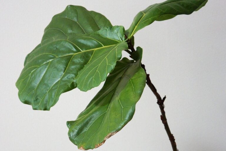 Why Your Fiddle Leaf Fig Is Leaning (& How to Fix It)