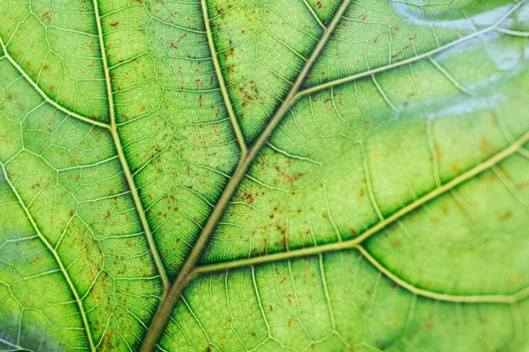 Red Spots on Fiddle Leaf Figs: Symptoms, Causes, & Fixes