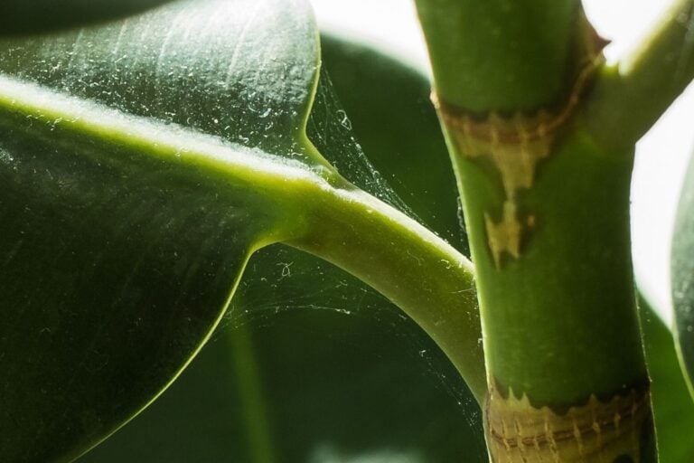 Identifying Spider Mites on Houseplants, & How to Treat Them