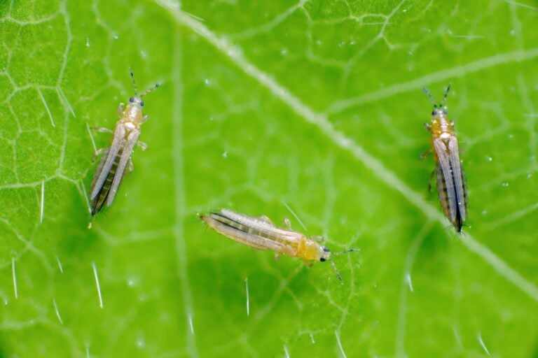 Identifying Thrips on Houseplants & Management
