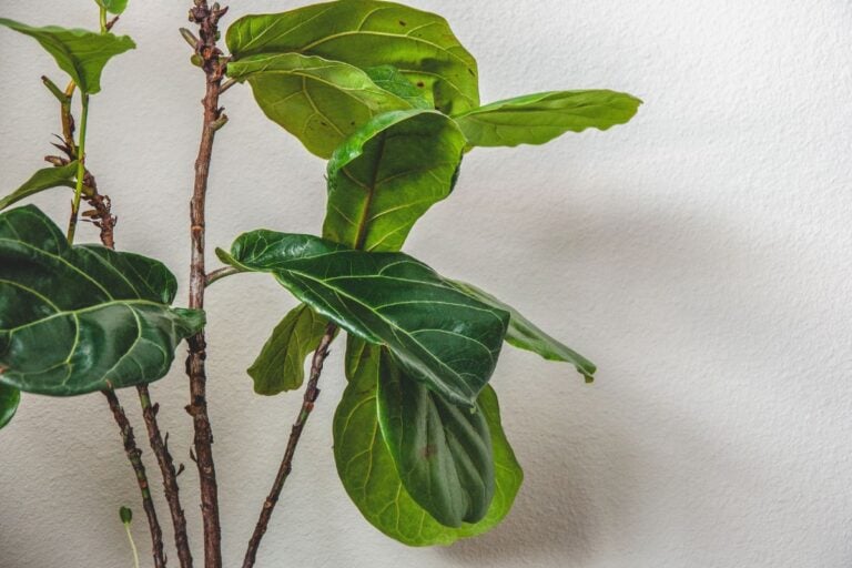 Black Spots on Fiddle Leaf Fig Leaves: Causes & Fixes