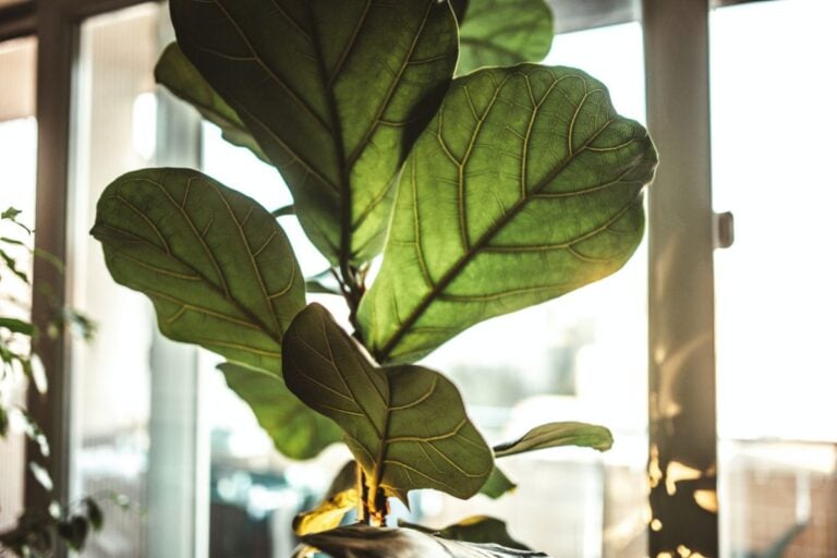 Fiddle Leaf Fig Stunted Growth: Symptoms, Causes, & Fixes
