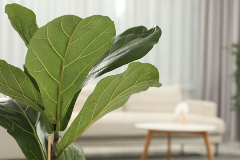 When and How to Fertilize Fiddle Leaf Figs