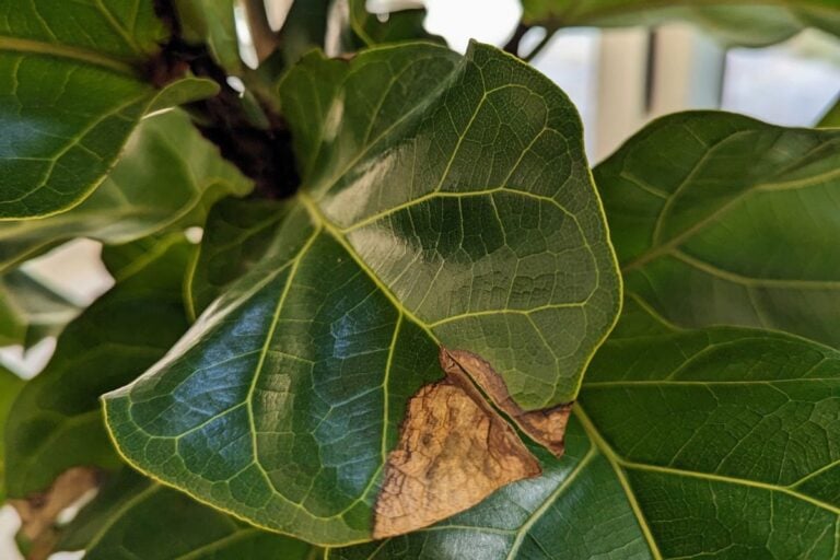 Fiddle Leaf Fig Brown Leaf Edges: Symptoms, Causes & Fixes