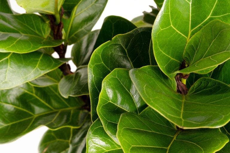 When and How Often to Water Fiddle Leaf Figs