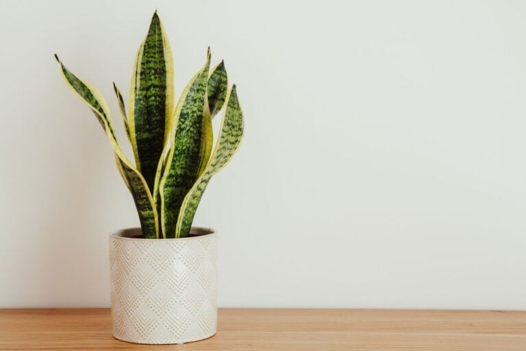 How to Plant, Grow, and Care for Snake Plants