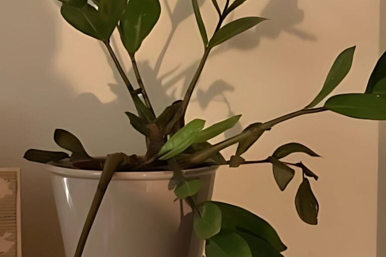 Q&A: ZZ Plant is Brown, Mushy, and Wilting – Grateful for Any Advice or Suggestions!
